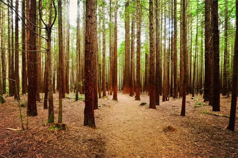 強化地板才是市場主流 強化地板才是市場主流